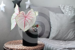 Exotic `Caladium White Queen` plant