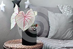 Exotic `Caladium White Queen` plant photo