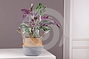 Exotic `Calathea White Fusion` Prayer Plant houseplant in basket