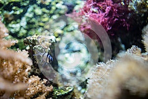 Exotic cardinal fish