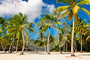 Exotic Caribbean beach full of beautiful palm trees, Dominican Republic