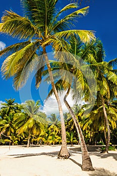 Exotic Caribbean beach full of beautiful palm trees, Dominican Republic