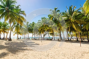 Exotic Caribbean beach full of beautiful palm trees, Dominican Republic