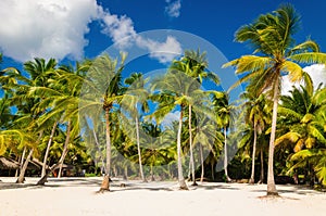 Exotic Caribbean beach full of beautiful palm trees, Dominican Republic