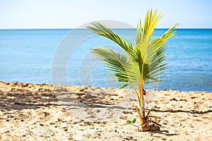 Exotic carribean shore of Puerto Rico Flamenco beach