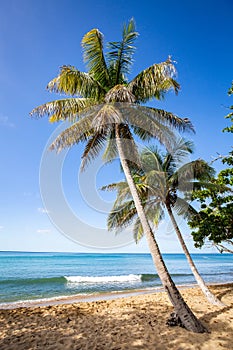 Exotic carribean shore of Puerto Rico Flamenco beach