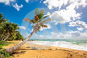 Exotic carribean shore of Puerto Rico Flamenco beach