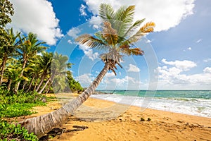 Exotic carribean shore of Puerto Rico Flamenco beach