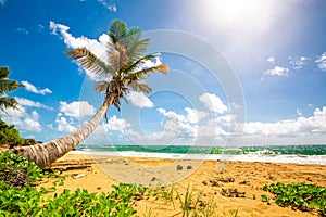 Exotic carribean shore of Puerto Rico Flamenco beach