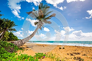 Exotic carribean shore of Puerto Rico Flamenco beach