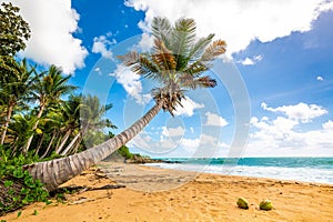 Exotic carribean shore of Puerto Rico Flamenco beach