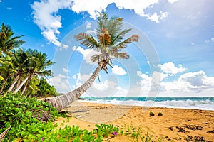 Exotic carribean shore of Puerto Rico Flamenco beach