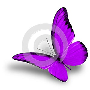 Exotic Chocolate Albatross in flying purple butterfly isolated on white background with soft shadown, the beautiful nature photo