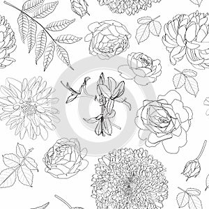 Exotic Chrysanthemum dahlia flowers and leaves illustration. Black white line seamless pattern.