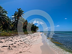 Exotic coconut palm trees and Caribbean sea on Saona island in Dominican Republic