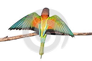 Exotic colored bird revealing wings on a branch isolated on a white background