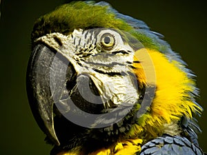 Exotic colorful African macaw parrot