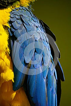 Exotic colorful African macaw parrot