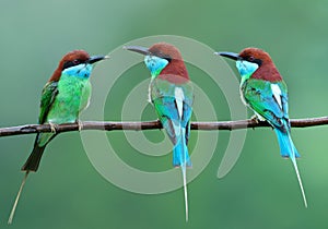 Exotic colorful birds together perching on wet branch on shower day during breeding season in Thailand, blue-throated bee-eater