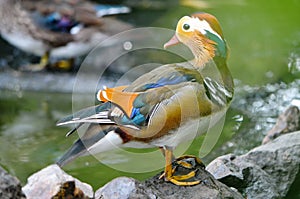 Exotic colorful duck on a rock.