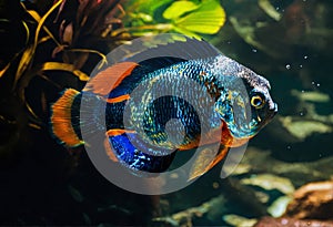 Exotic colorful fish from the waters of the Amazon river