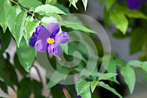 Exotic colorful flowers on the bush with a lot of green leaves