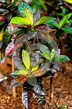 Exotic colorful jungle leaves. Tropical croton `mrs iceton` in botanical garden.