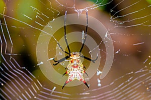 Exotic colorful spider in its web. Red and yellow spider, Micrathena zilchi photo