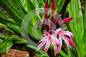 Exotic colorfull crinum lily flower fresh after the rain in the photo