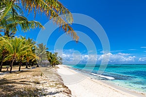 Exotic coral beach with palm trees and and tropical sea