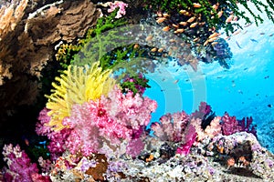 Exotic Coral Reef