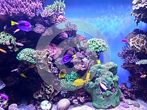 Exotic coral reef aquarium