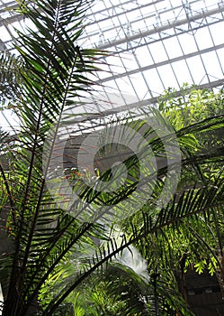 Exotic covered garden, with palms and mist