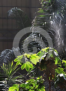 Exotic covered garden, with palms and mist