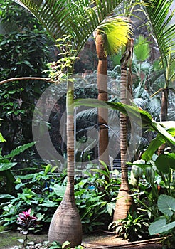 Exotic covered garden, with palms and mist