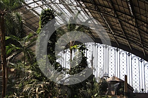 Exotic covered garden, with palms and mist