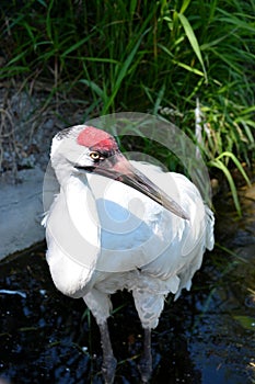 Exotic Crane Standing at waters edge