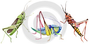 Exotic crickets wild insect in a watercolor style isolated.