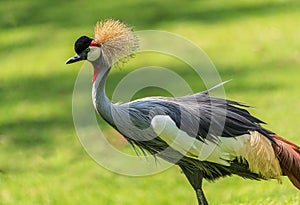 Exotic crowned crane with a long, colorful plume perches on the lush green grass of a meadow