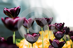 Exotic dark Burgundy Tulips. Flower bed or garden with different varieties of tulips.