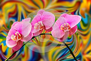 Dotted dark pink phalaenopsis blume orchids with psychedelic abstract background photo