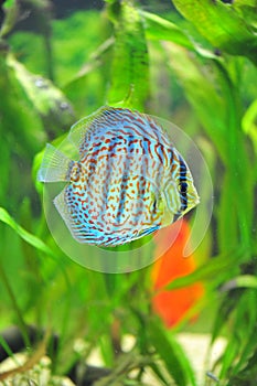 Exotic discus fish