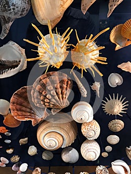 An exotic diversity of seashells
