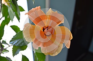 Exotic double orange hibiscus flower directly above view, blooming orange hibiscus close up