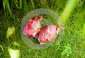 Exotic dragon fruit on the grass topview outdoors