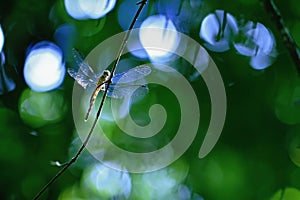 Exotic dragonfly sitting on plant in tropical rain forest in Costa Rica, exotic adventure, dragonfly resting in jungle