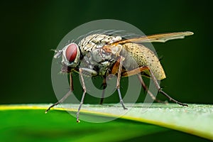 Exotic Drosophila Fly Diptera Parasite Insect