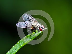 Exotic Drosophila Fruit Fly Diptera Insect on Green Grass