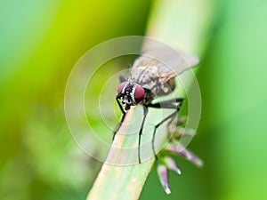 Exotic Drosophila Fruit Fly Diptera Insect on Green Grass