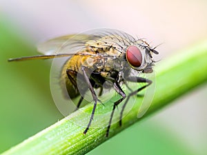 Exotic Drosophila Fruit Fly Diptera Insect on Plant